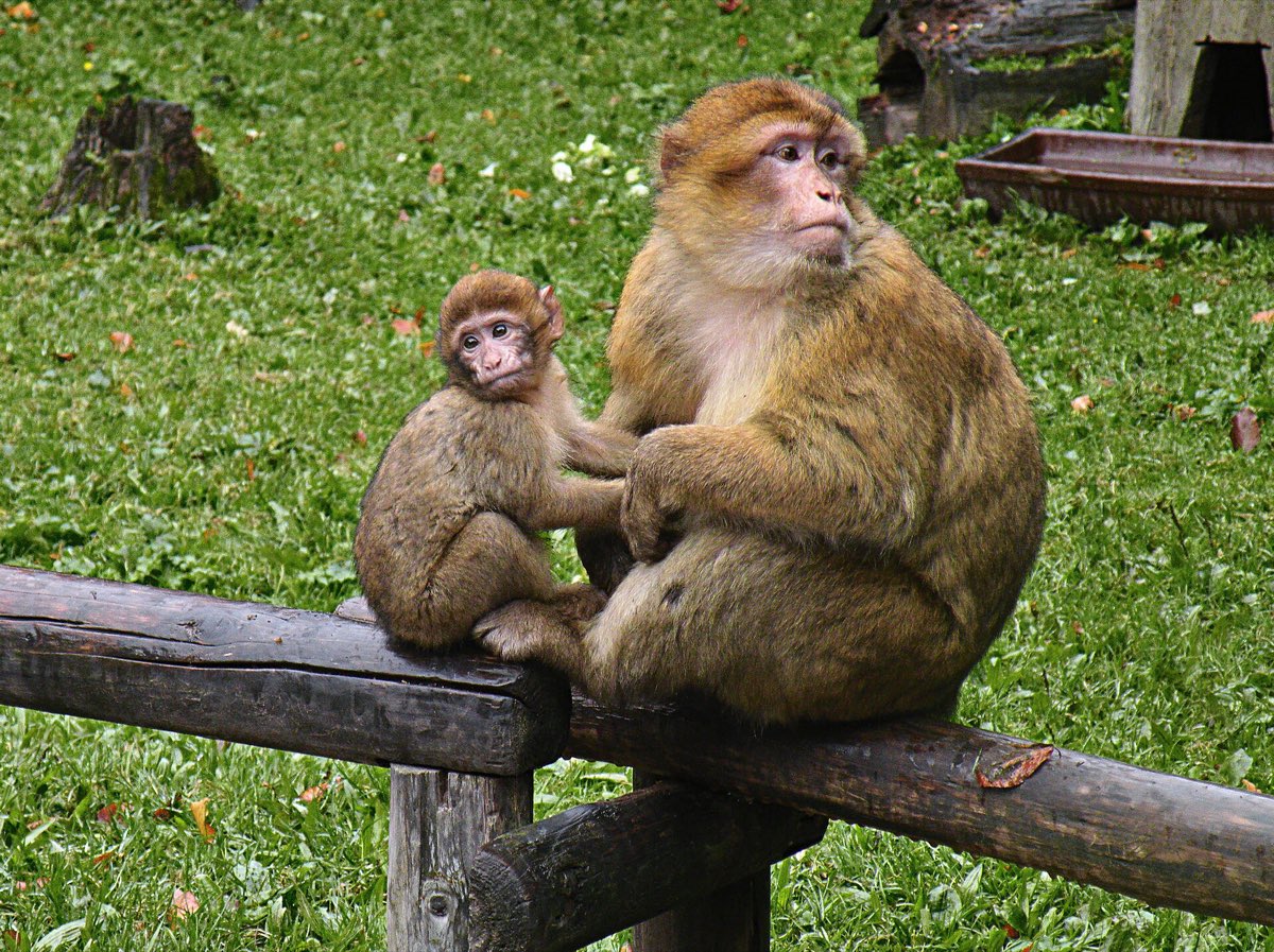 Barbary macaque mother holding her baby